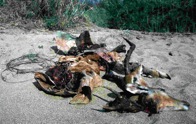 Impala heads on a beach